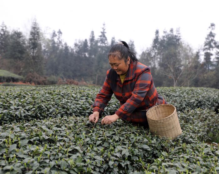 茶农王左琼正在抓紧时间采摘茶苞.jpg