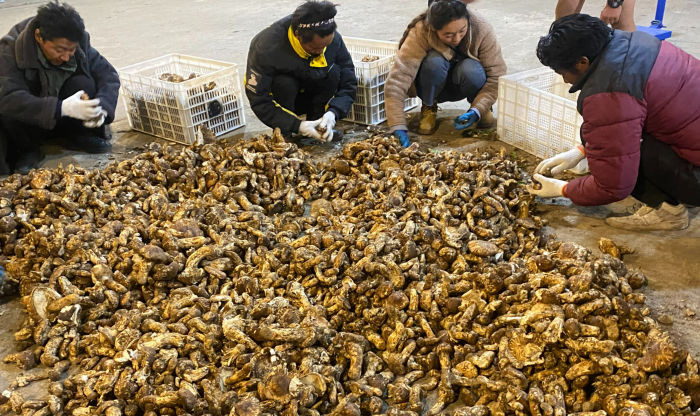 图为挑选松茸.jpg