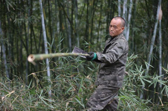 砍竹子的钟文龙