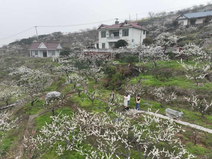 青叶村李花盛开，吸引了不少游客