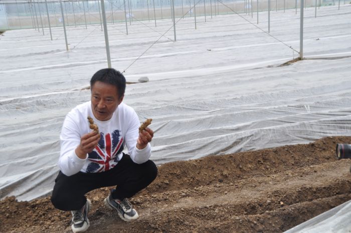 许红在智能大棚里种植姜种