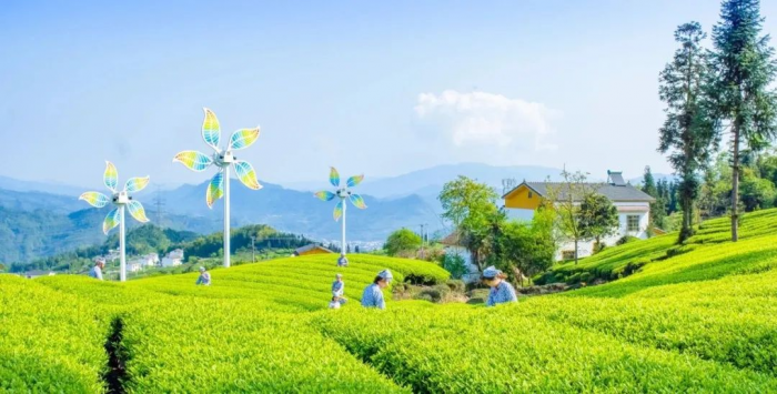 沐川县茶产业带