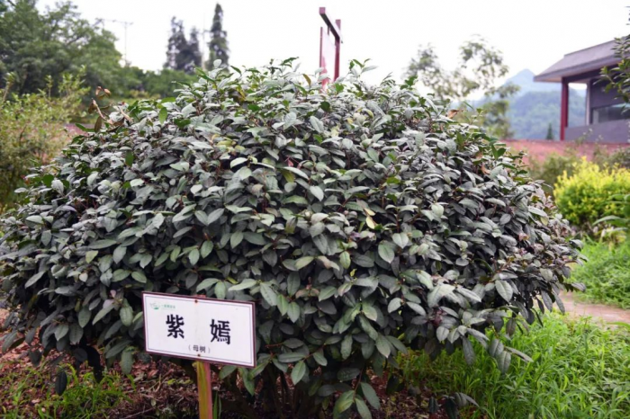 “紫嫣”母树