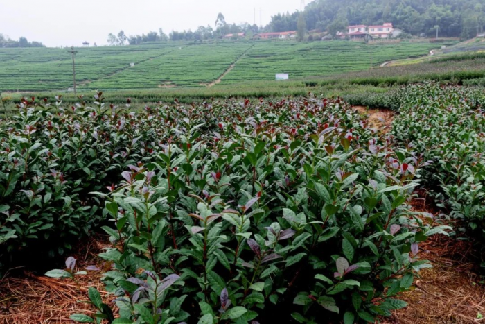 “紫嫣”茶繁育基地