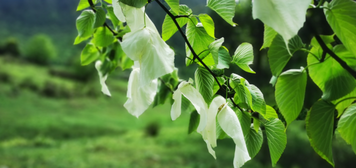 珙桐花开