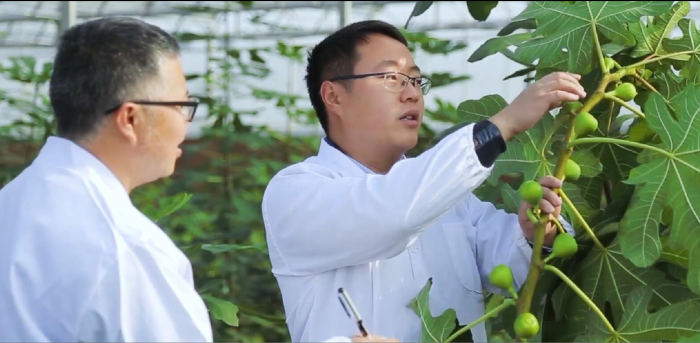 李金平和同事在研究所试验基地采集无花果生长数据.png