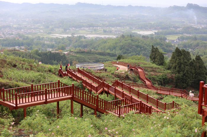 万年村，满园玫瑰盛开，不少游客前来打卡.jpg