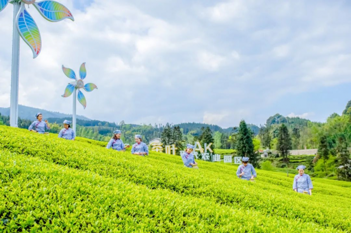 沐川茶叶现代农业园区