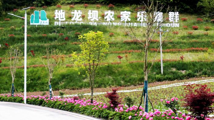 道路旁盛开的芍药 .jpg