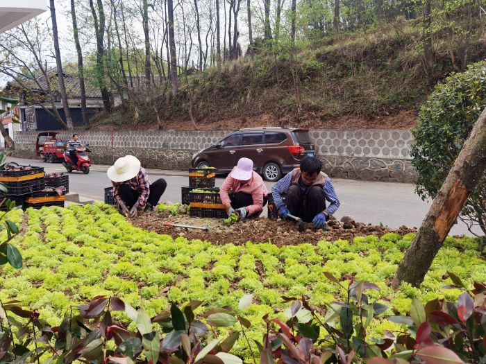 栽植草坪.jpg