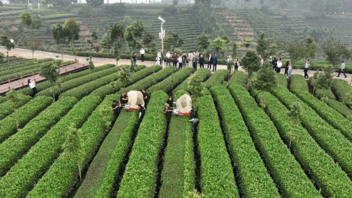 与会嘉宾观看“机采”茶叶