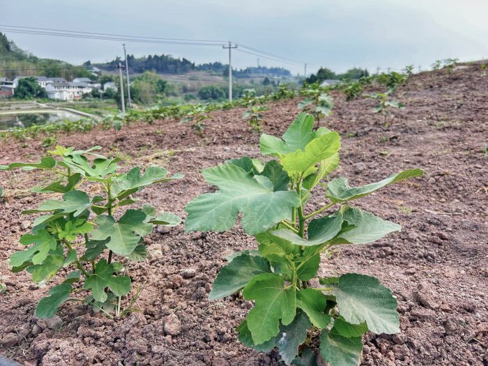 南强村的四川远歌农业集团有限公司无花果基地,数名种植人员正在松土