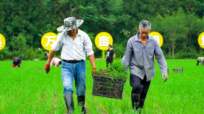 思延稻田栽种