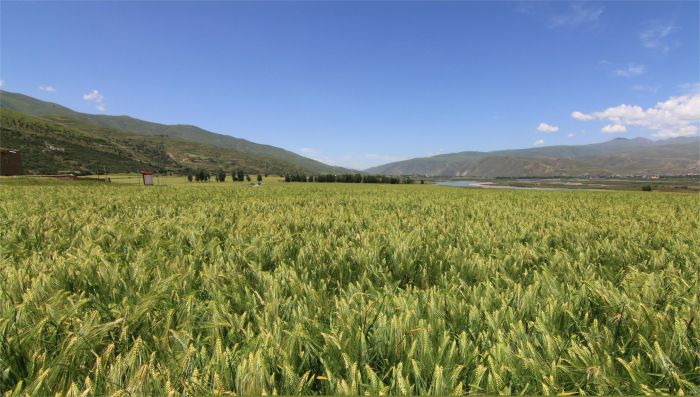 5甘孜州青稞良种基地.jpg