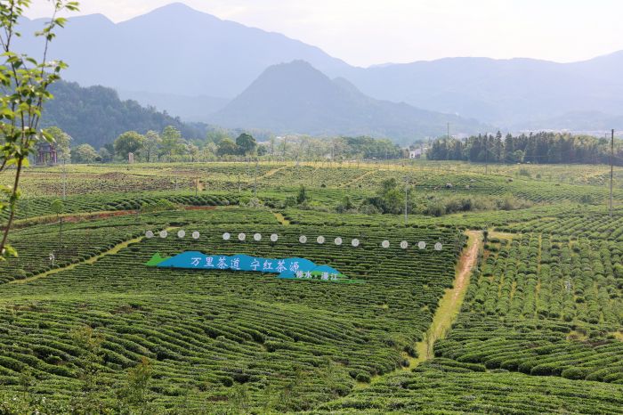 漫江乡茶叶基地(1).jpg