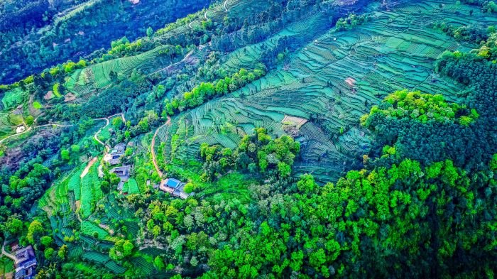 丹棱高山茶园(1).jpg