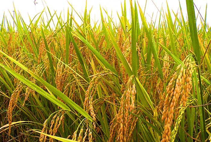 开镰峨眉山市1107万亩水稻丰收在望
