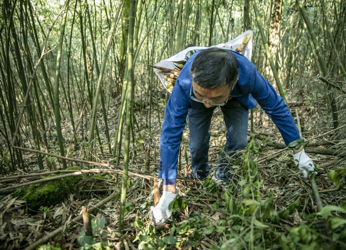 村民农闲时上山采笋