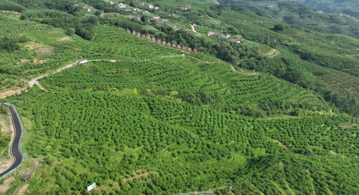 峨边白沙河片区粮果复合种植示范园