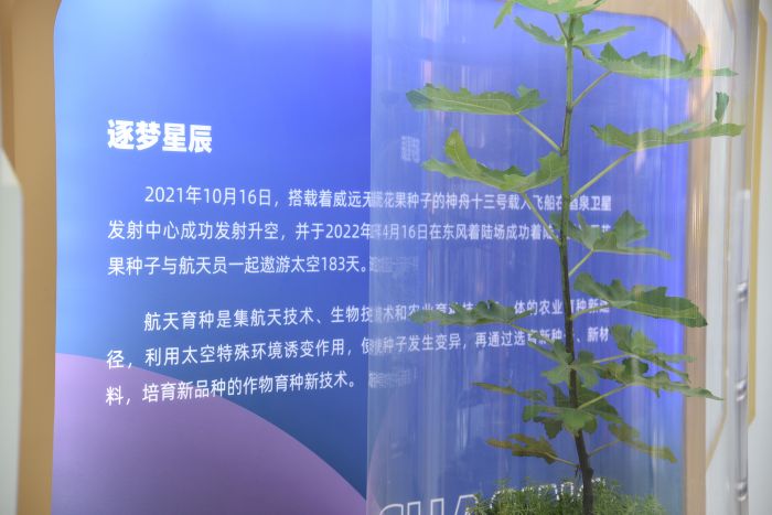 威远无花果航空育苗.JPG