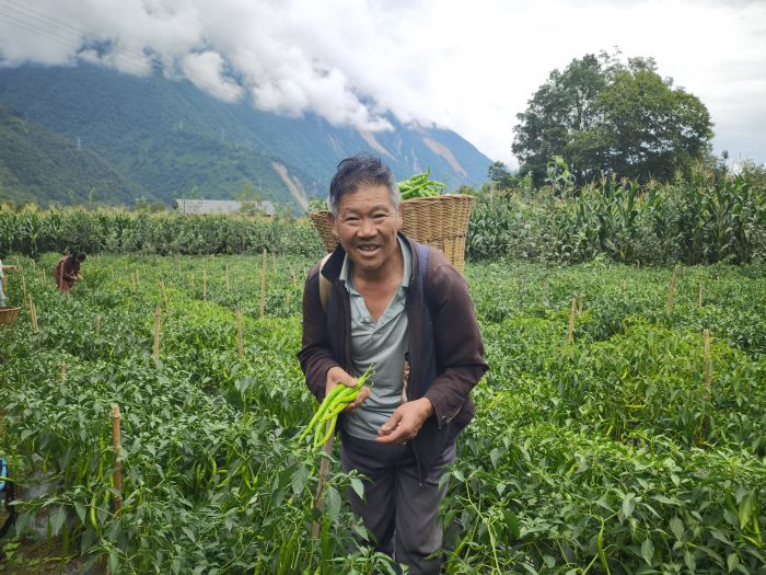 震后，燕子沟镇村民罗金全种植的二荆条辣椒喜获丰收.jpg