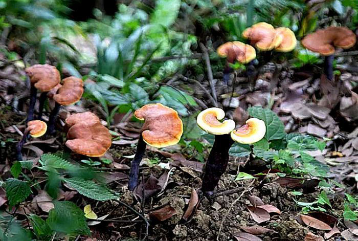 “峨眉灵芝”长势喜人