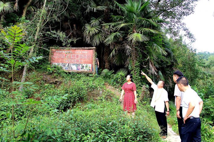 “峨眉灵芝谷”林下仿野生种植示范园