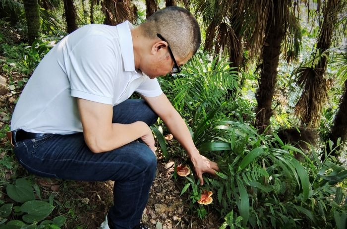 第四茬“仙草”破土生长