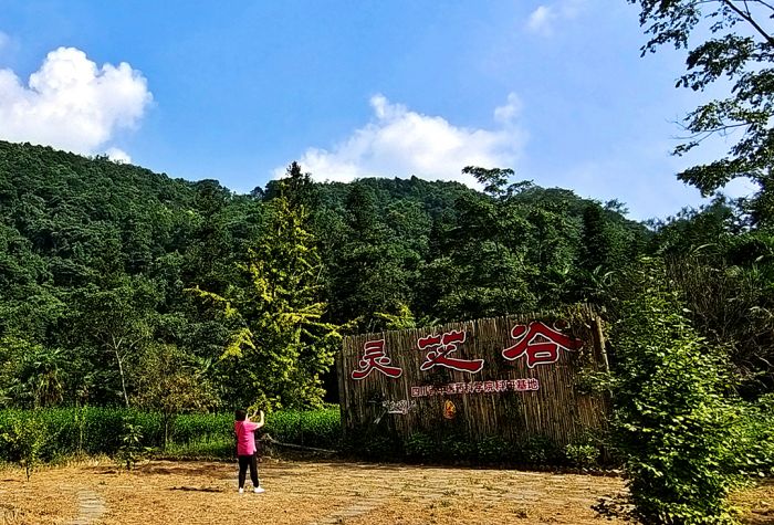 “峨眉灵芝谷”中医药健康旅游景点