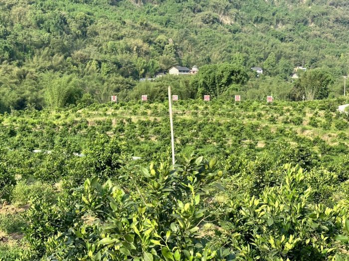 泸州市纳溪区天仙镇双新集体资产经营管理有限责任公司种植的1500余亩红橙.jpg