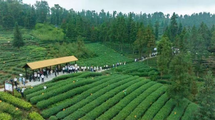 与会嘉宾参观夹江县生态低碳茶技术示范基地