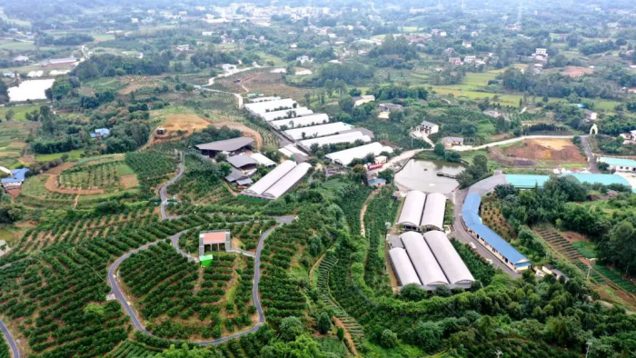 罗城古镇旅游片区的“水稻+兔”现代农业园区