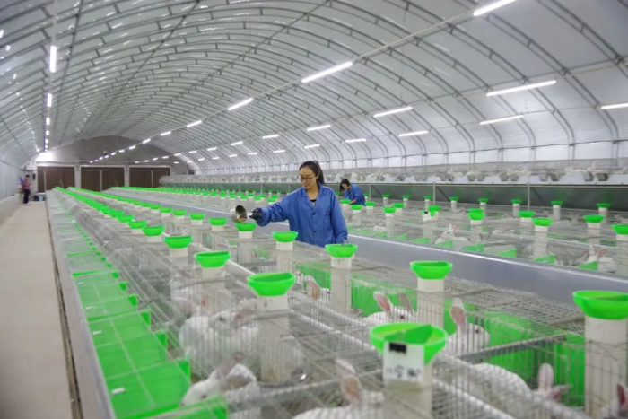 标准化养兔厂房