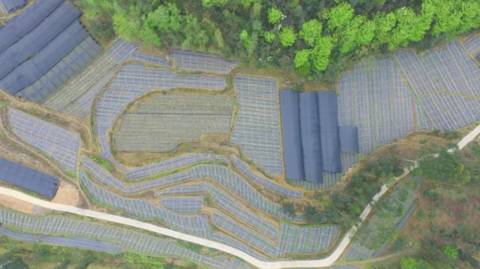 沙湾区中药材种植基地