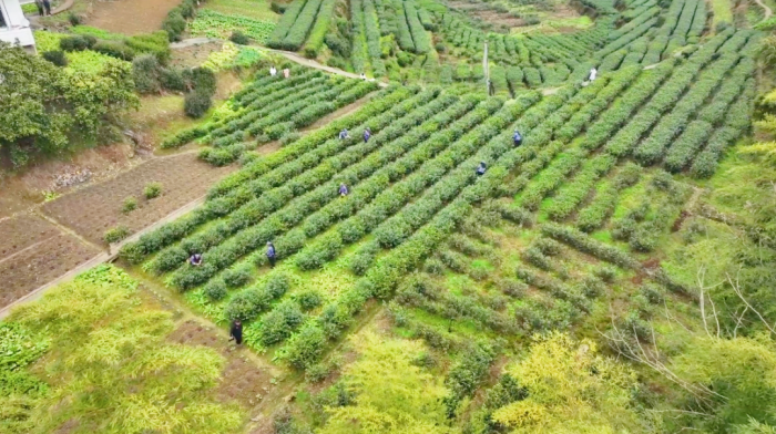25万亩茶园迎来“明前茶”的最佳采摘期.png