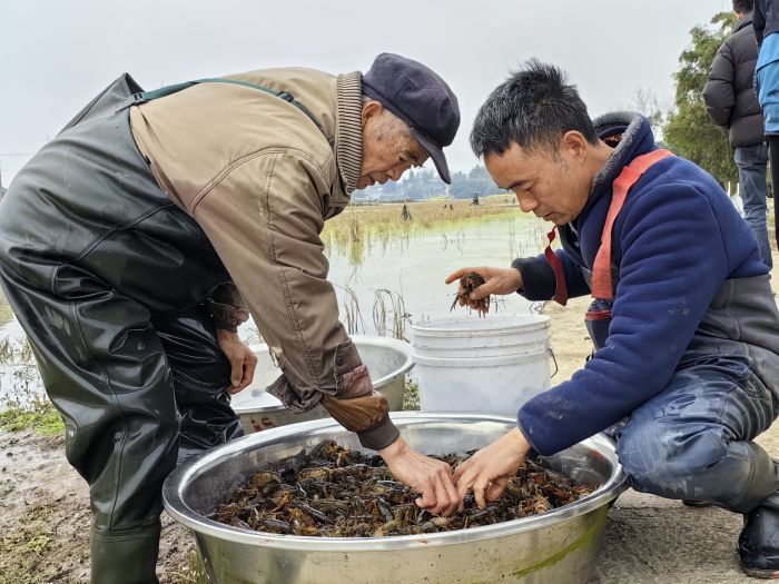 田边分拣.jpg