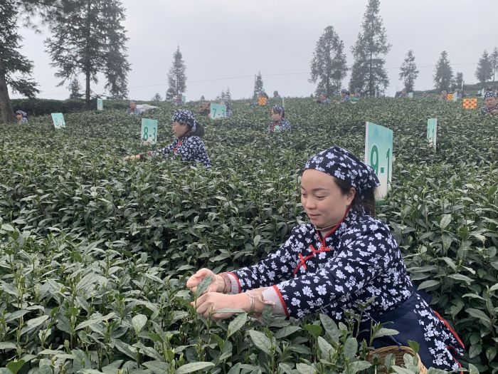 采茶比赛现场