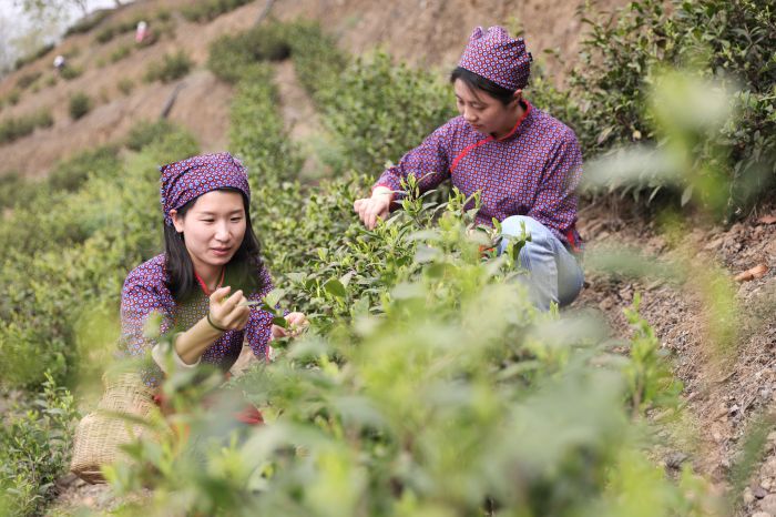 茶农采摘新鲜茶叶.JPG