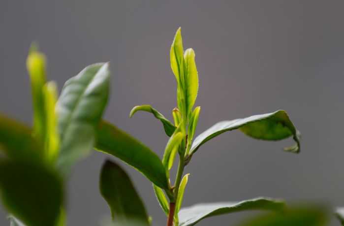 “白叶一号”茶芽.JPG