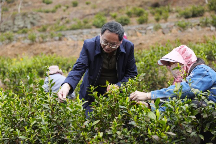 白茶种植技术员开展采茶培训.JPG