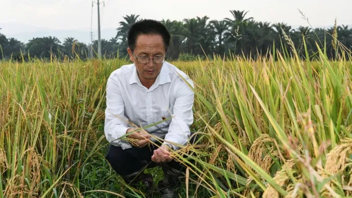 在布隆迪布班扎省基航加县，中国援布农业专家组组长杨华德在田间查看杂交水稻（右）和当地水稻。（受访者提供）.jpg