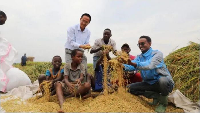 在布隆迪布班扎省基航加县，杨华德（右四）与当地农民在田间手捧杂交水稻谷粒。（受访者提供）.jpg