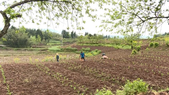 村民正在种植大豆.jpg
