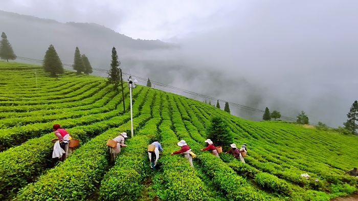 村民在海拔1200米的茶园采摘老川茶 桑锦 摄