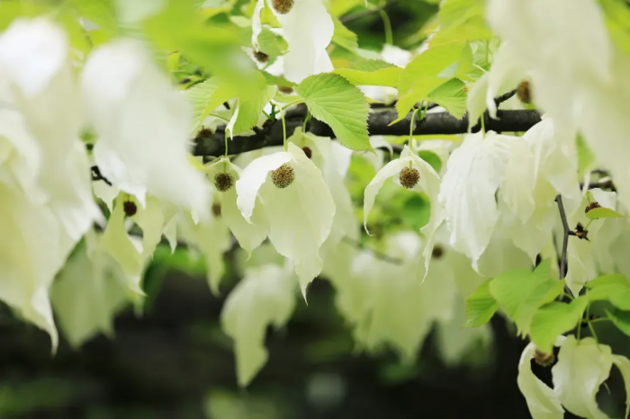 珙桐花