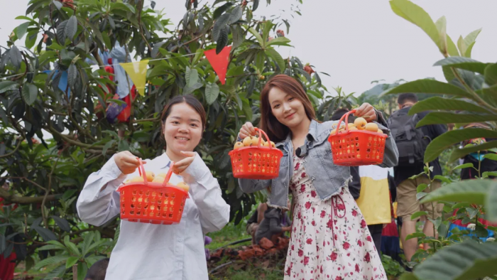 采摘枇杷