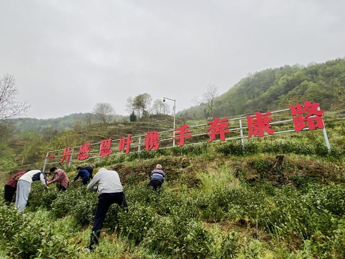沙州镇村民在“白叶一号”基地采茶.jpg