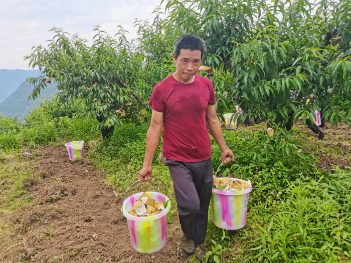 村民正在采摘黄桃