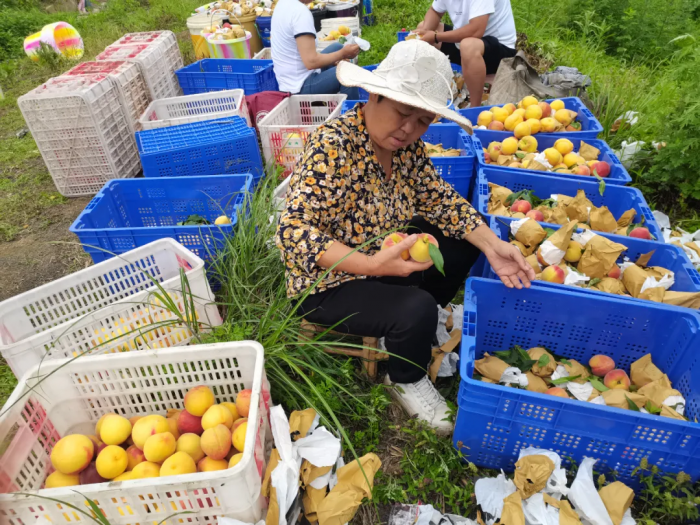 村民正在分拣黄桃