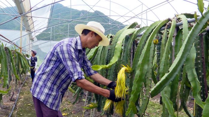 工人正在火龙果种植示范基地疏花.jpg